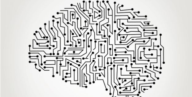 brain
